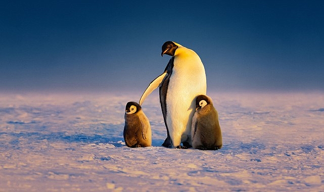 ‘Penguenlerin Gizemli Dünyası’ Art Arda 3 Bölümüyle 22 Nisan Salı Günü 20.00’de National Geographic WILD Ekranlarına Geliyor