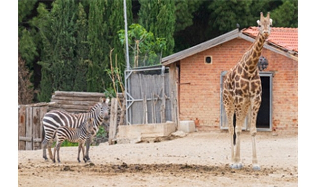 İzmir Doğal Yaşam Parkı bayramda  ziyaretçileri bekliyor
