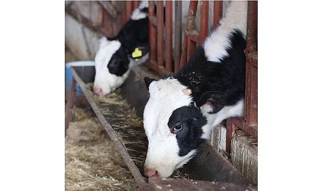 Büyükşehir’den kırsaldaki besicilere veterinerlik hizmeti