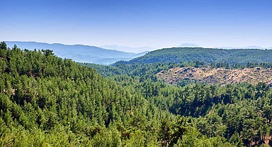 ALJ Türkiye’den 1.4 Milyon Fidan ile Başlayan Ağaç Seferberliği