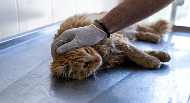 Karşıyaka’da can dostlara kapsamlı hizmet