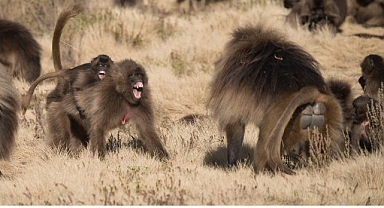 ‘Maymun Savaşları’, 28 Eylül Pazar 20.00’de National Geographic WILD Ekranlarında!