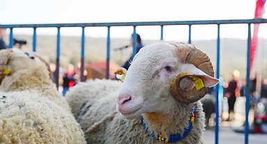 Aliağa Belediyesi’nden Üreticiye Yeni Destek: Damızlık Koyun Dağıtımında İkinci Etap Başlıyor